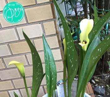 語り唄ゆ・あ：庭の花カラー