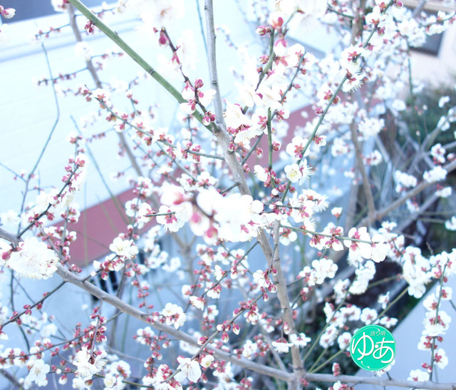 語り唄：ポエム「梅の花の香り」